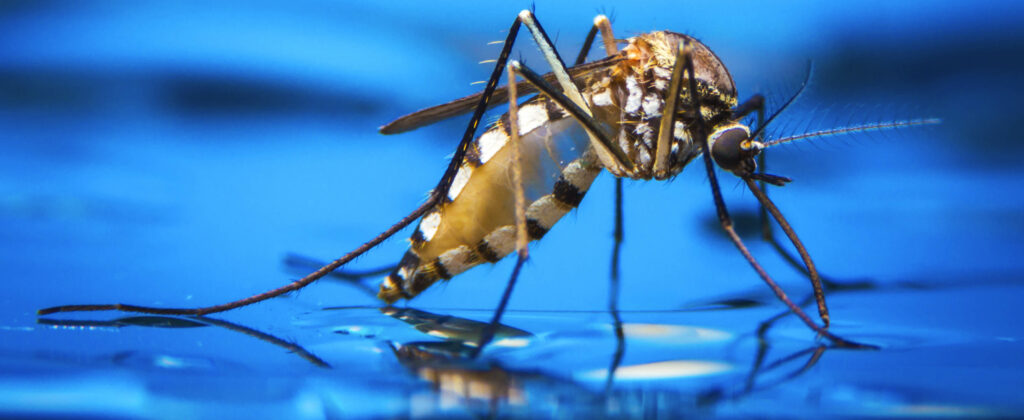 João Pessoa tem condições socioambientais favoráveis ao Aedes aegypti, aponta estudo da UFPB